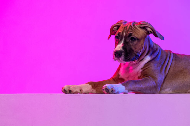 American Staffordshire Terrier isolated over studio background in neon gradient pink light filter. Concept of beauty, breed, pets, animal life. - Фото, изображение