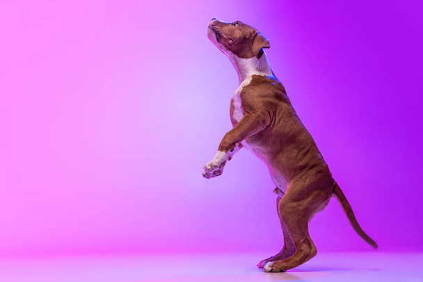 American Staffordshire Terrier isolated over studio background in neon gradient pink light filter. Concept of beauty, breed, pets, animal life. - 写真・画像
