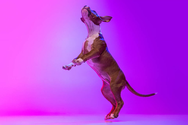 American Staffordshire Terrier isolated over studio background in neon gradient pink light filter. Concept of beauty, breed, pets, animal life. - Foto, afbeelding