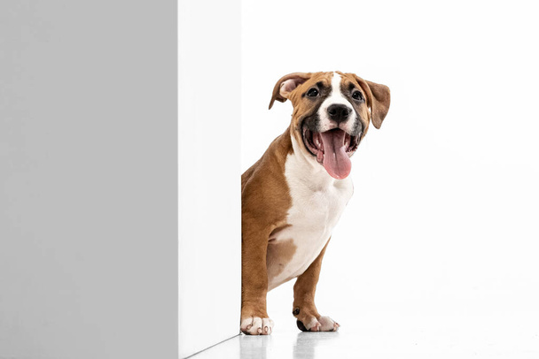 Adorable purebred dog, American Staffordshire Terrier sitting on floor isolated over white background. Concept of beauty, breed, pets, animal life. - Foto, imagen