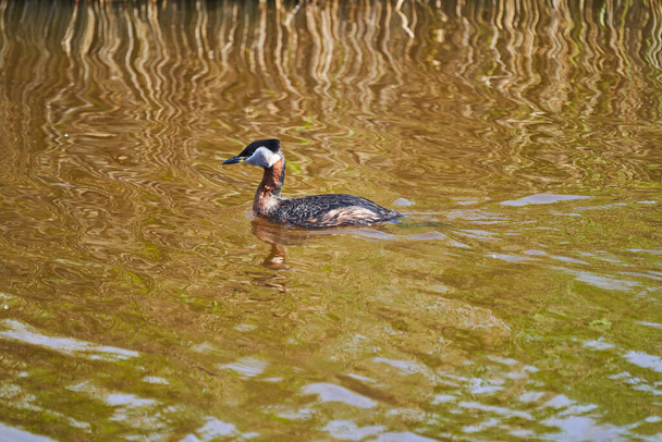 The great crested grebe, Podiceps cristatus, is a water bird noted for its elaborate mating display - Zdjęcie, obraz