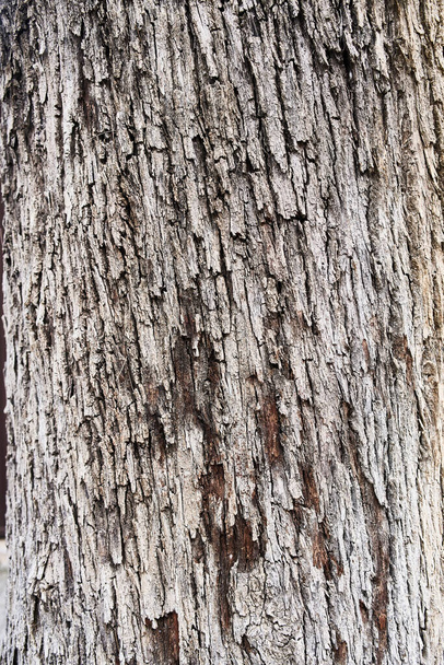  ağaç kabuğu dokusu, doğal arkaplan  - Fotoğraf, Görsel