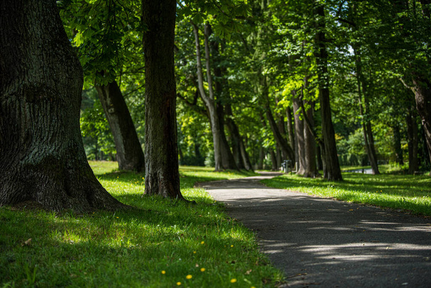 Forest path in summertime - Valokuva, kuva