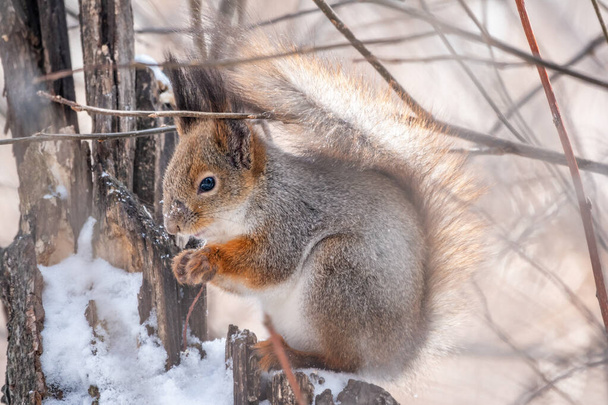 The squirrel with nut sits on tree in the winter or late autumn. Eurasian red squirrel, Sciurus vulgaris. - Photo, Image
