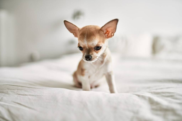 Hermoso cachorro chihuahua pequeño de pie en la cama curioso y feliz, lindo perro babby saludable en casa - Foto, Imagen