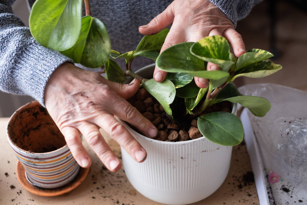 caring for indoor plants, female hands holding a plant in a flower pot. - Foto, afbeelding