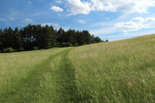 Tracks across the meadow. In the background is a coniferous forest and a blue sky with clouds. - Fotoğraf, Görsel