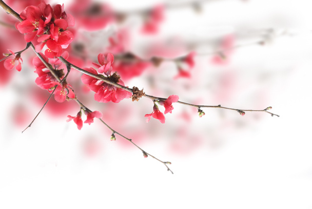 Flores de cerejeira - Foto, Imagem