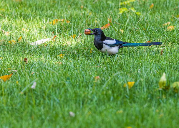 A Magpie with a Walnut in a Garden - Photo, Image