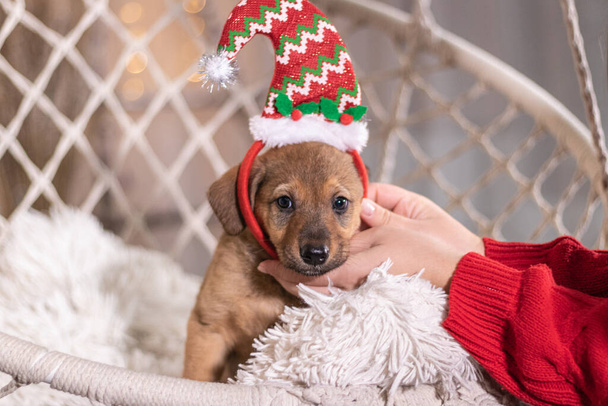 Un proprietario di cane con un maglione rosso mette un cappuccio elfo sul cucciolo per festeggiare il nuovo anno - Foto, immagini