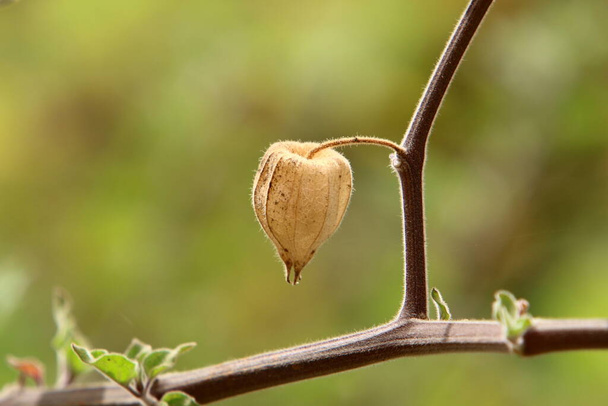 Η Physalis ωριμάζει - το μεγαλύτερο γένος φυτών στην οικογένεια Solanaceae. Ένα πολυετές βότανο που αναπτύσσεται στο βόρειο Ισραήλ.  - Φωτογραφία, εικόνα