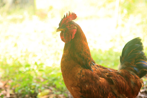conde, bahia, brazil - styczeń 9, 2022: wiejski kurczak jest viata na farmie w mieście Conde. - Zdjęcie, obraz