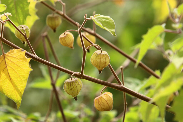 Physalis ripens - the largest genus of plants in the Solanaceae family. A perennial herb growing in northern Israel.  - Zdjęcie, obraz
