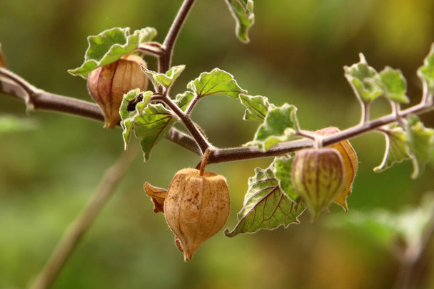 Physalis ripens - the largest genus of plants in the Solanaceae family. A perennial herb growing in northern Israel.  - Photo, Image