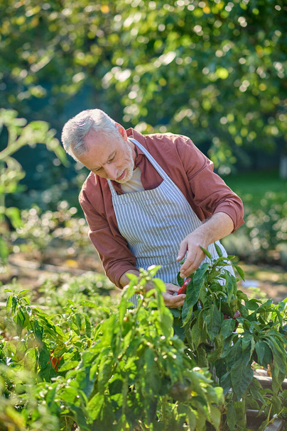 Gray-haired man looking busy while working in the garden - 写真・画像