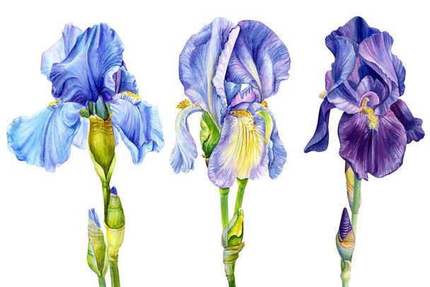 Blue and violet iris isolated on white background watercolor botanical illustration - Фото, изображение