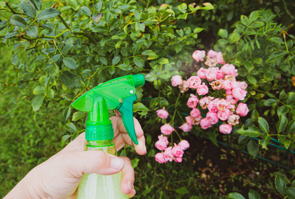 Vista de cerca de la persona que usa insecticida casero spray en el jardín casero para proteger las rosas de los insectos. - Foto, imagen