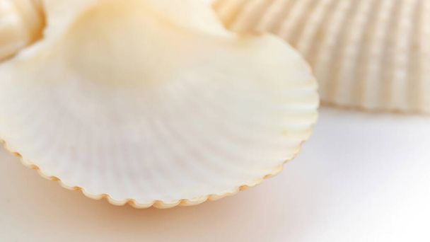 Clam shell bay scallop macro photography for cosmetic and pharmaceutical advertising podium. Seashells close up background with copy space. - Fotografie, Obrázek