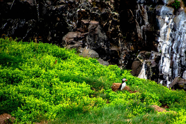 image of a puffin on the overgrown cliff of Borgarfjordur Eystri harbor in eastern iceland - Fotografie, Obrázek
