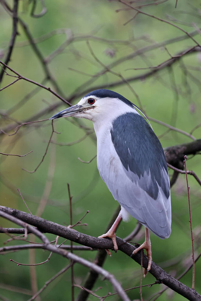 closeup of black-crowned night heron (Nycticorax nycticorax) sitting on the tree  - Foto, immagini