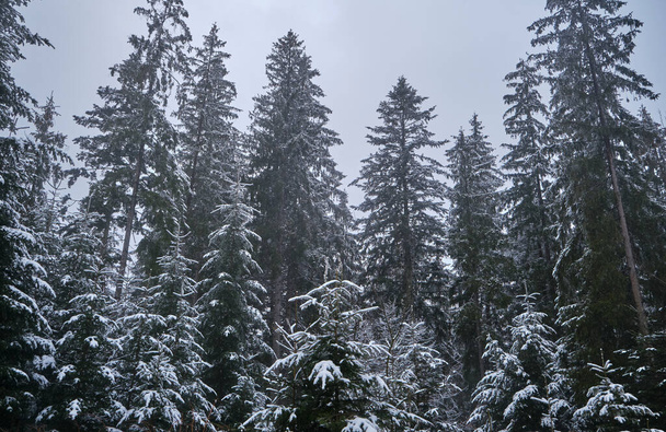 Scenic image of spruces tree. Frosty day, calm wintry scene. Location Carpathian, Ukraine Europe. Ski resort. beauty of earth. Tourism concept. Happy New Year - Fotografie, Obrázek