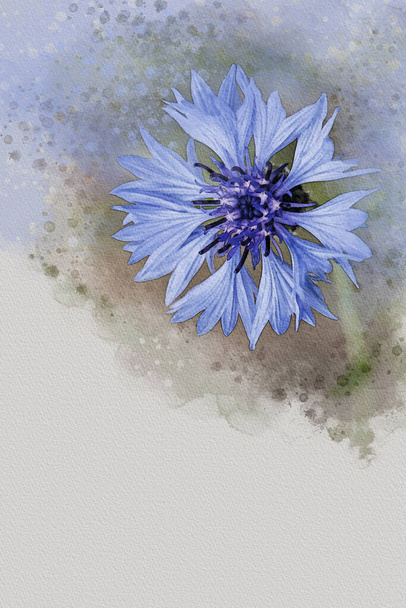 Акварельний малюнок кукурудзяної квітки, блакитної кентаври, квіткового живопису. Ботанічна ілюстрація
 - Фото, зображення