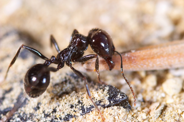 Маленький муравей
 - Фото, изображение
