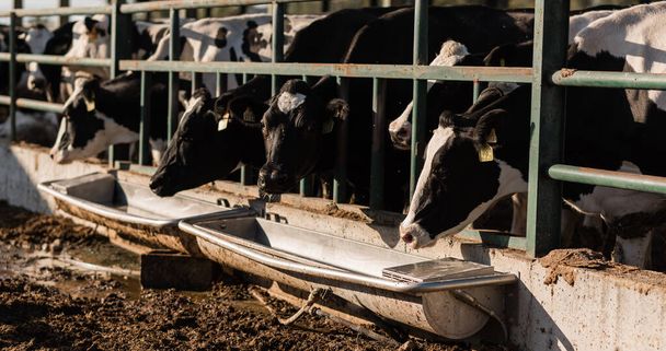 Cows drinking water from a tank at a dairy farm. - Foto, immagini