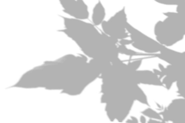 白い壁に木の葉から夏の背景影。モックアップ上のオーバーレイのための白と黒の背景 - ベクター画像