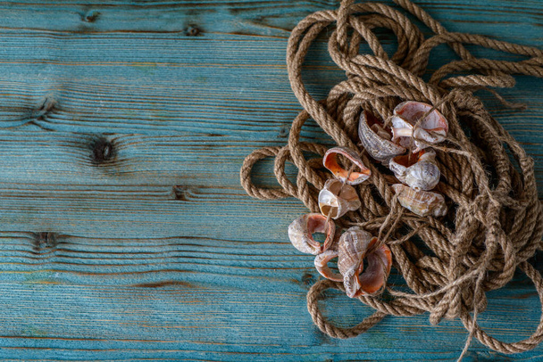 seashells on a wooden background in jute - Фото, изображение
