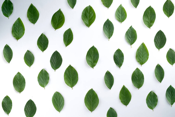 small green leaves lie in rows on a white background - Foto, immagini