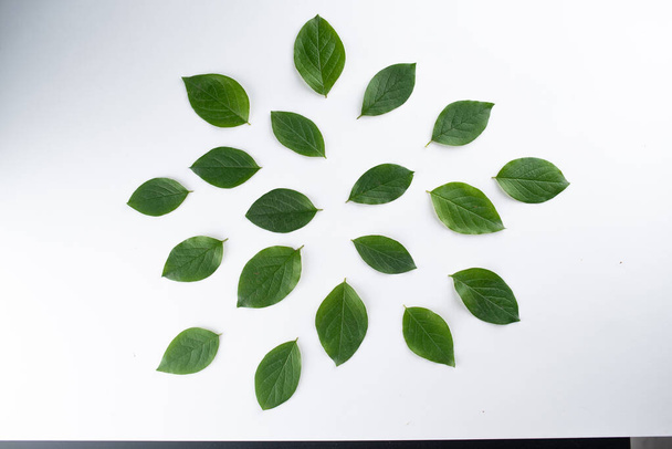 small green leaves lie in a circle on a white background - Foto, immagini