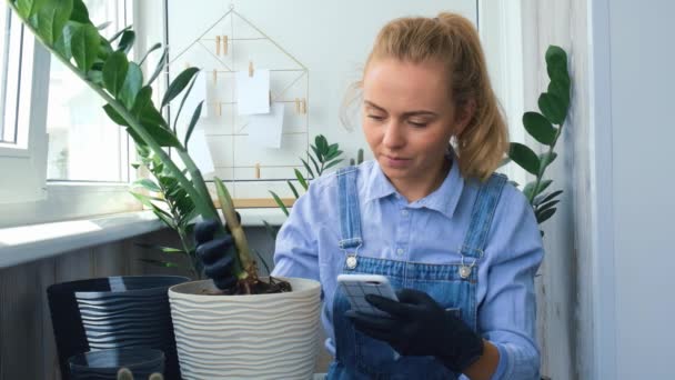 移植室内植物とテーブルの上にシャベルを使用しながら、携帯電話を使用して庭師の女性ブロガー。ザミアンカシス植物のケアと家庭菜園の概念。春の植え付け。ソーシャルメディア - 映像、動画