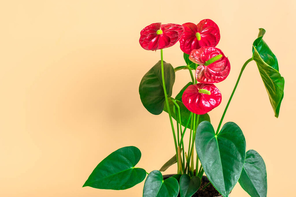 Σπίτι φυτό Ανθούριο σε λευκό γλάστρα απομονώνονται σε μπεζ φόντο Ανθούριο είναι καρδιά σε σχήμα λουλούδι Λουλούδια φλαμίνγκο ή Ανθούριο andraeanum, Araceae ή Arum συμβολίζουν τη φιλοξενία. - Φωτογραφία, εικόνα