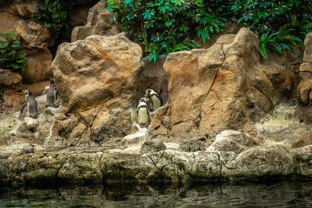 Little penguins walking on rocks in Loro Parque, Tenerife - Zdjęcie, obraz