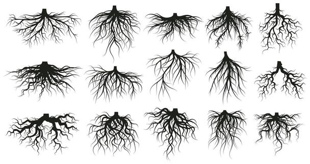 System korzeniowy drzewa, podziemne rośliny rosnące łodygi. Korzenie rozgałęzione, rośliny botaniczne, drzewa, warzywa korzenie wektor ilustracji zestaw. Podziemny system korzeniowy - Wektor, obraz