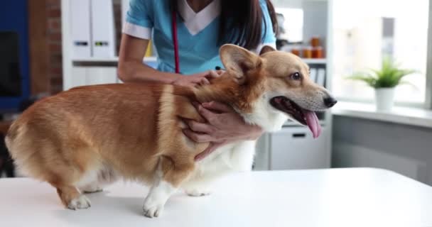 Γυναίκα κτηνίατρος βάζει το σκυλί welsh corgi στο ιατρικό ραντεβού - Πλάνα, βίντεο