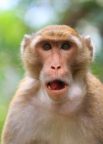 Scimmia di macaco
 - Foto, immagini