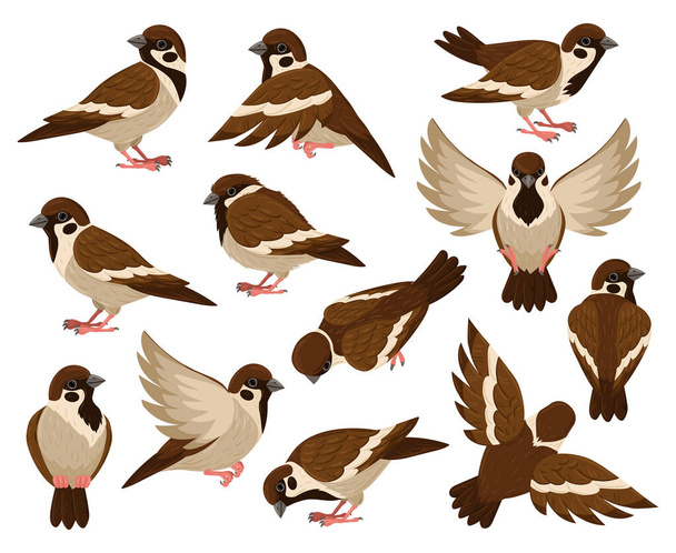 Cartoon sparrow bird, cute little flying bird character. Tiny city sparrow birds isolated vector illustration set. Sparrow bird - Vector, Image