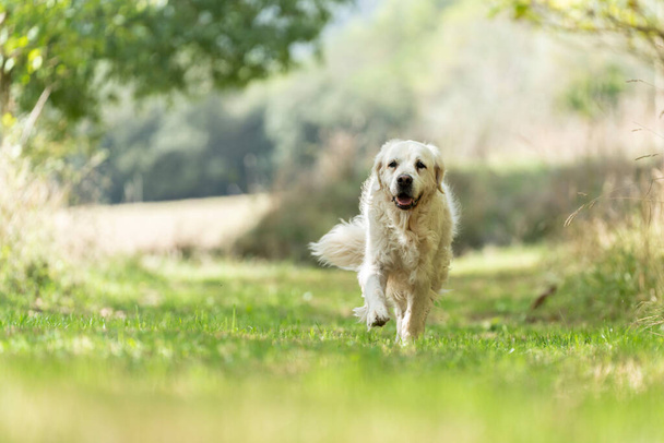 Large white dog running towards the camera down a grassy path - Фото, зображення