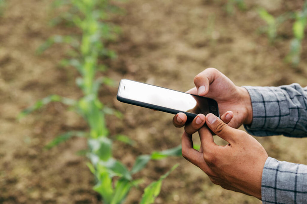 Фермер фіксує дані про розсаду кукурудзи за допомогою смартфона, збору врожаю та концепції сільського господарства
. - Фото, зображення