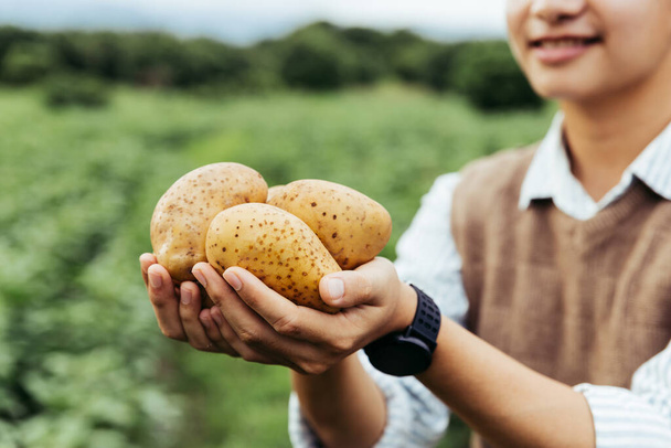 Dłonie rolnika pokazać swoje świeże ziemniaki na farmie i gotowe dać je do klienta, dostawy świeżych towarów rynkowych zakupy online, rolnictwo i koncepcja przyrody. - Zdjęcie, obraz