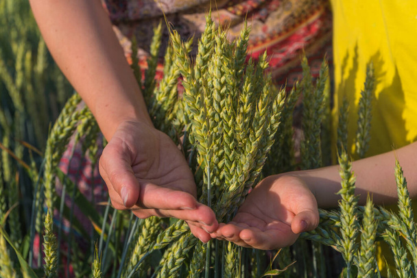 Close-up of woman and shildren hands touching holding crops, young green wheat ears. Ripening ears wheat. Green wheat field with Soft Selective Focus. - Fotografie, Obrázek
