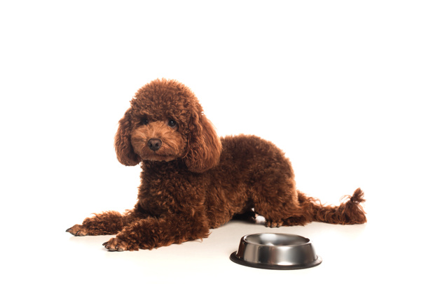curly poodle lying near metallic bowl with food on white - Valokuva, kuva