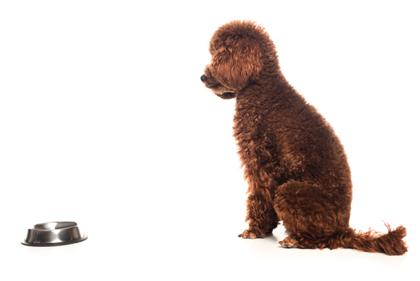 brown poodle sitting near metallic bowl isolated on white - 写真・画像