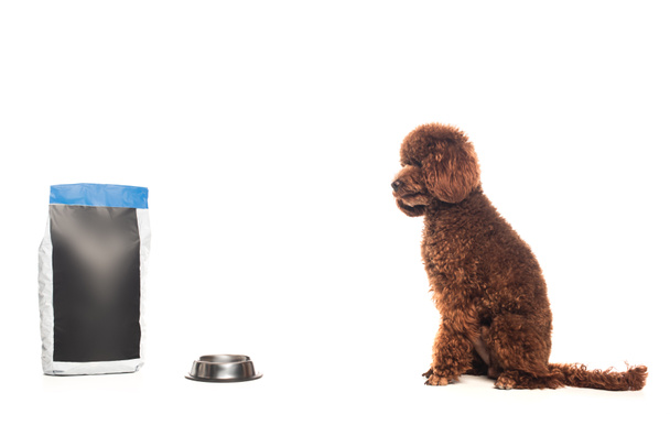 purebred poodle sitting near pet food bag and metallic bowl isolated on white - Zdjęcie, obraz