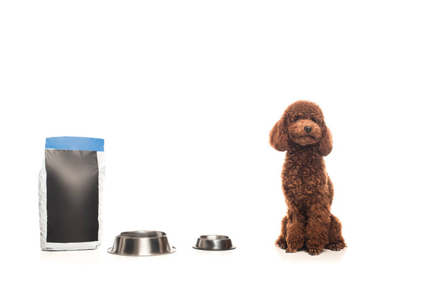 brown poodle sitting near pet food bag and metallic bowls isolated on white - Zdjęcie, obraz