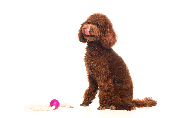 brown poodle sticking out tongue and sitting near rubber ball isolated on white  - Фото, зображення