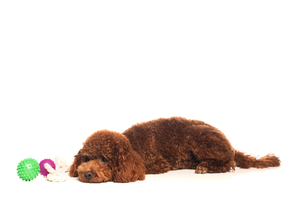 коричневий пудель лежить біля гумових іграшок ізольовано на білому
  - Фото, зображення