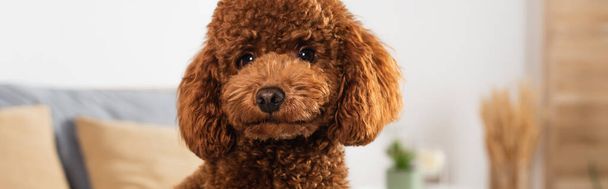 groomed poodle looking at camera in bedroom, banner - Foto, immagini